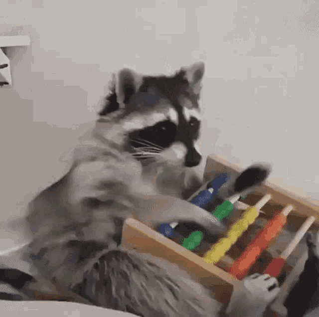 math-raccoon.gif